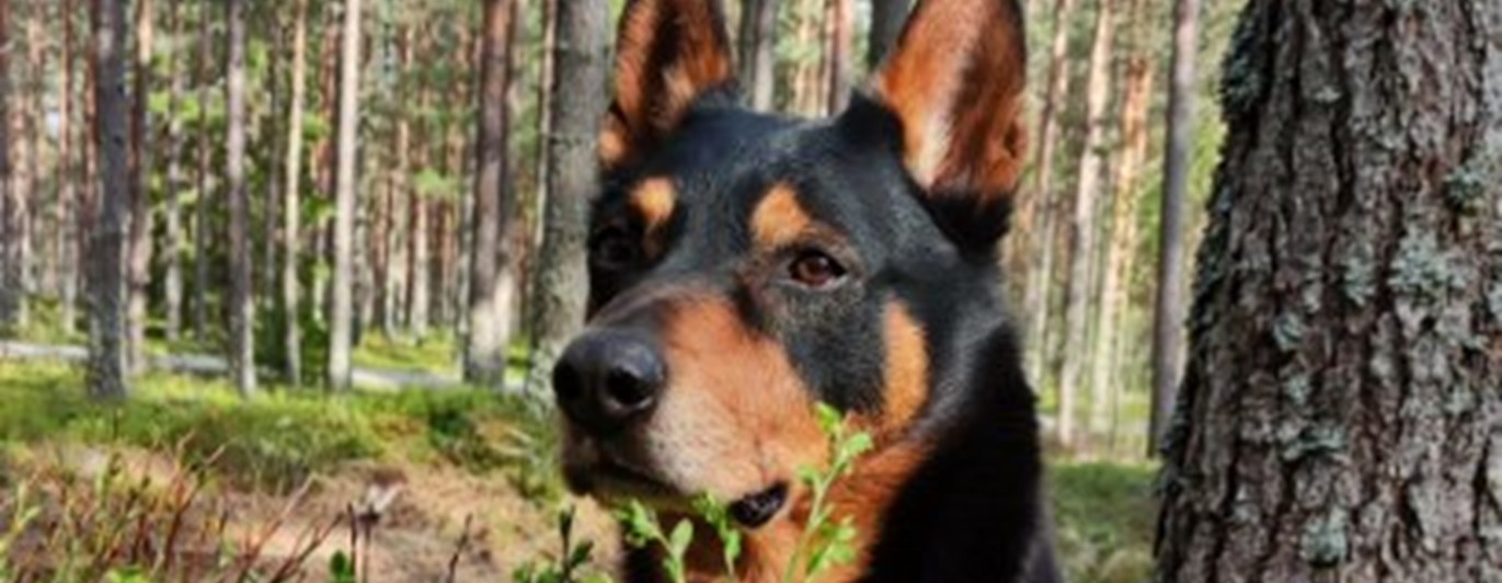 Christina Iversens kelpie i skogen