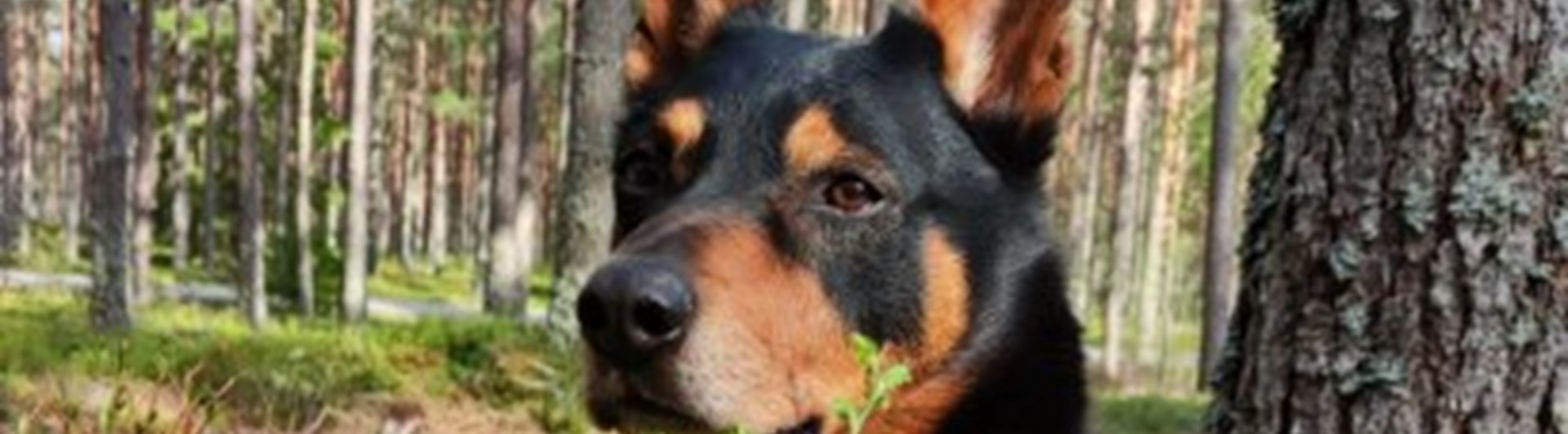 Christina Iversens kelpie i skogen