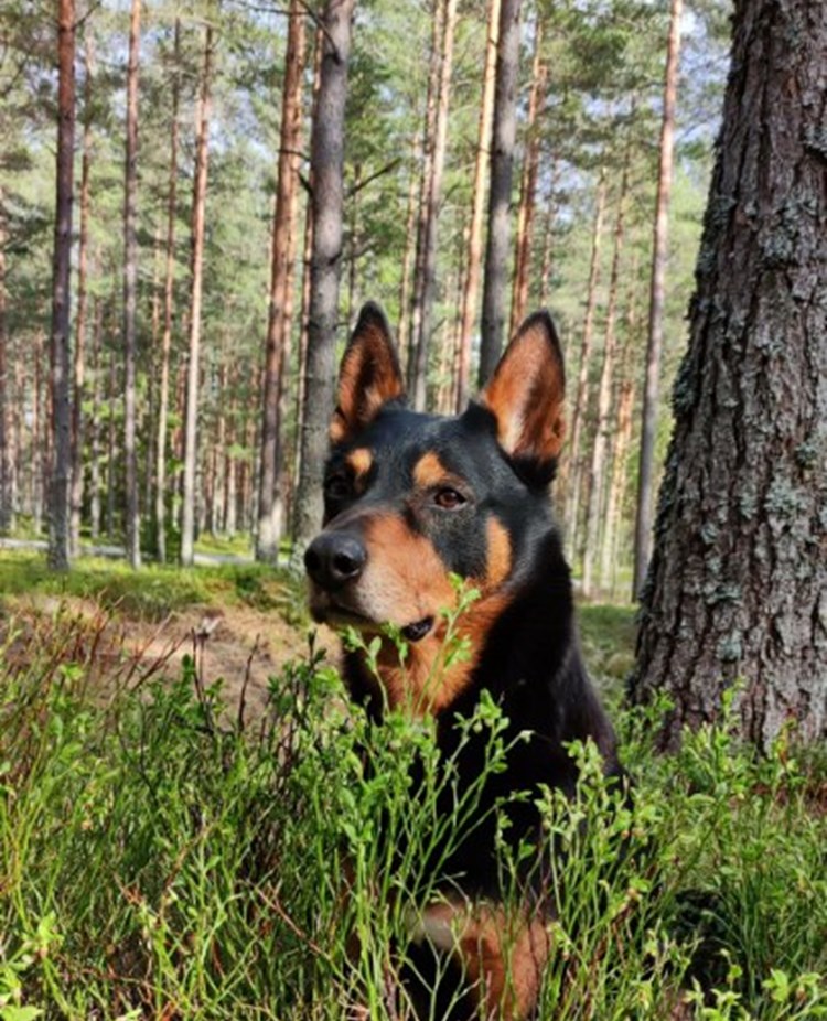 Christina Iversens kelpie i skogen