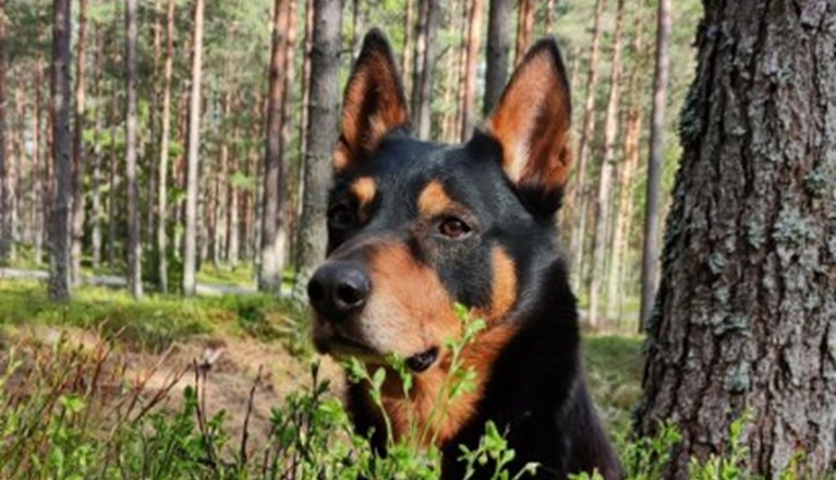 Christina Iversens kelpie i skogen