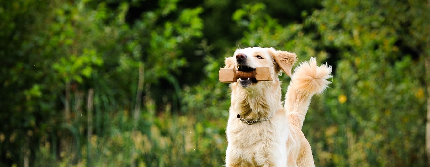 Foto: Julia Indergard