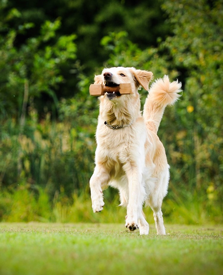 Foto: Julia Indergard