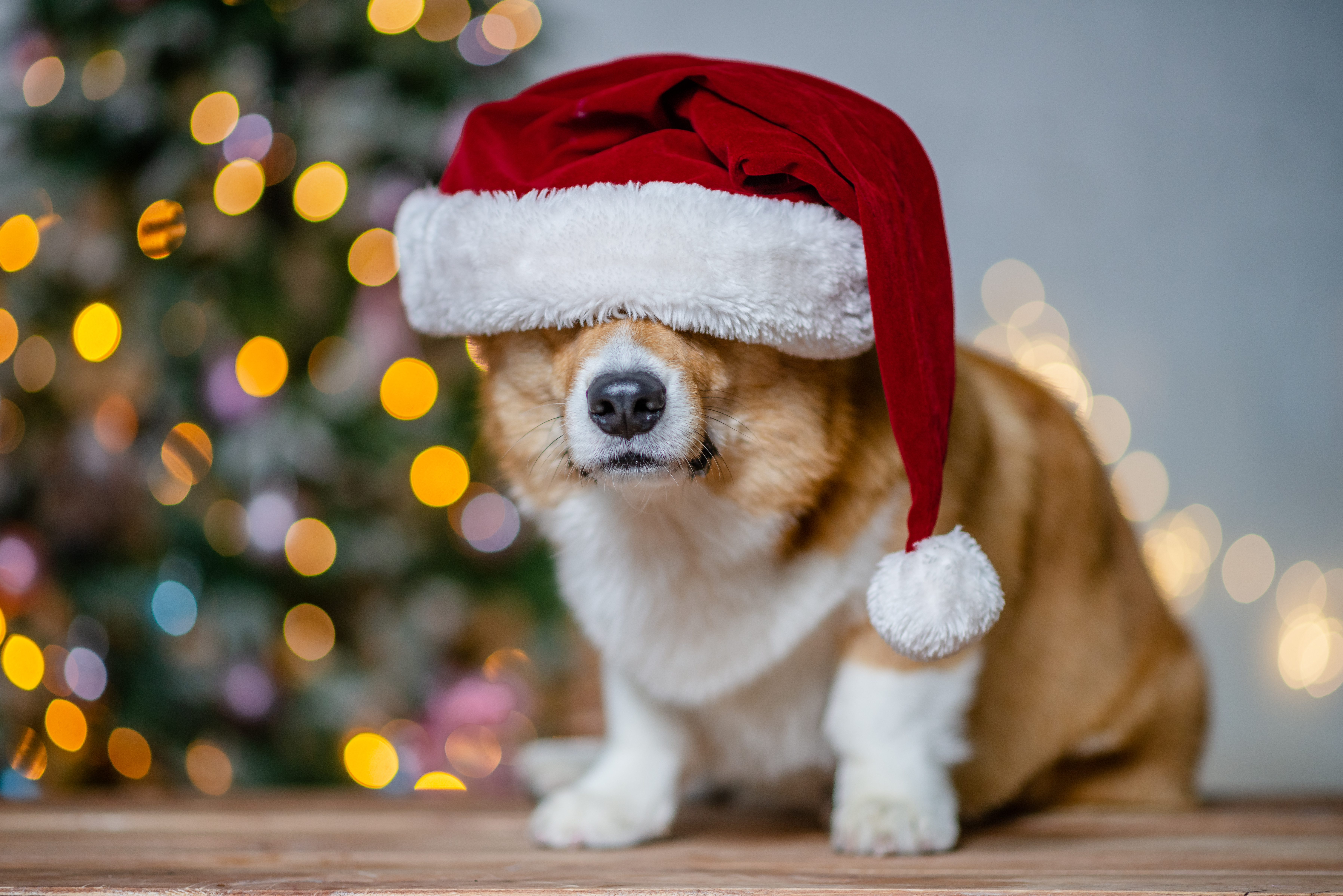 Corgi med tomteluva på