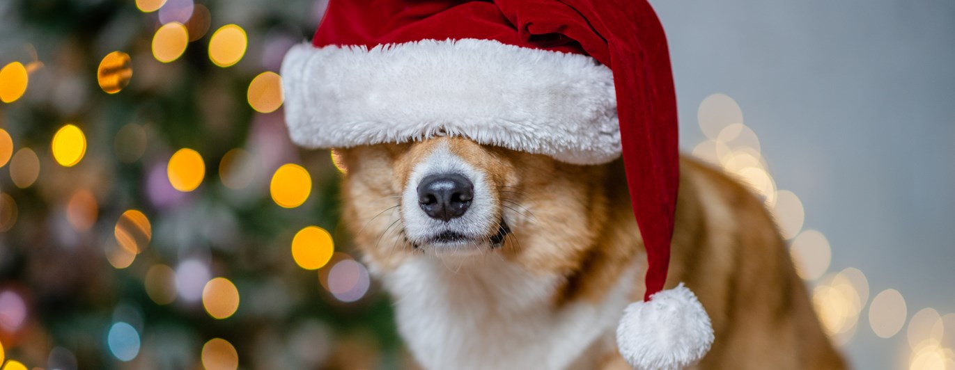 Corgi med tomteluva på