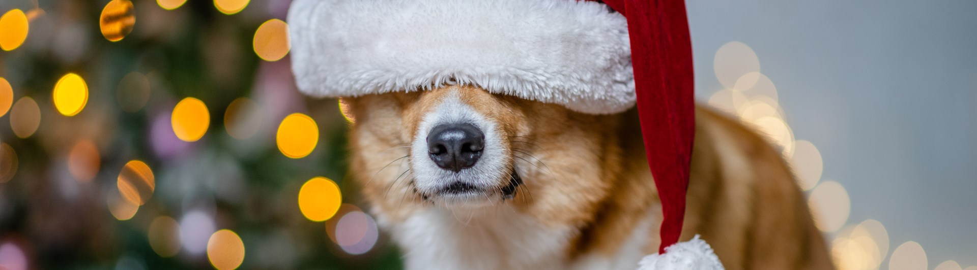 Corgi med tomteluva på