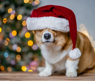 Corgi med tomteluva på