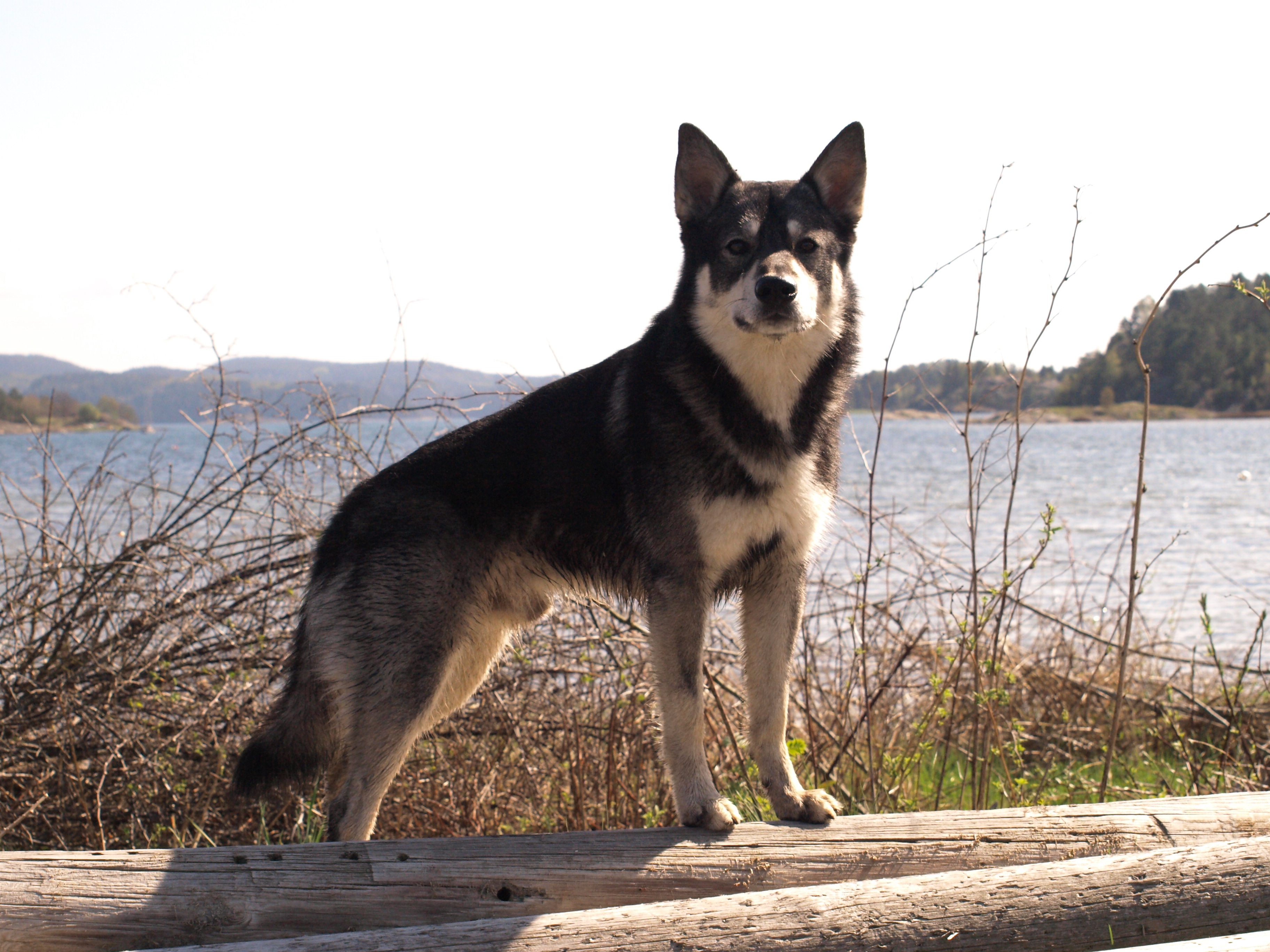 Foto: Cecilia Henriksson