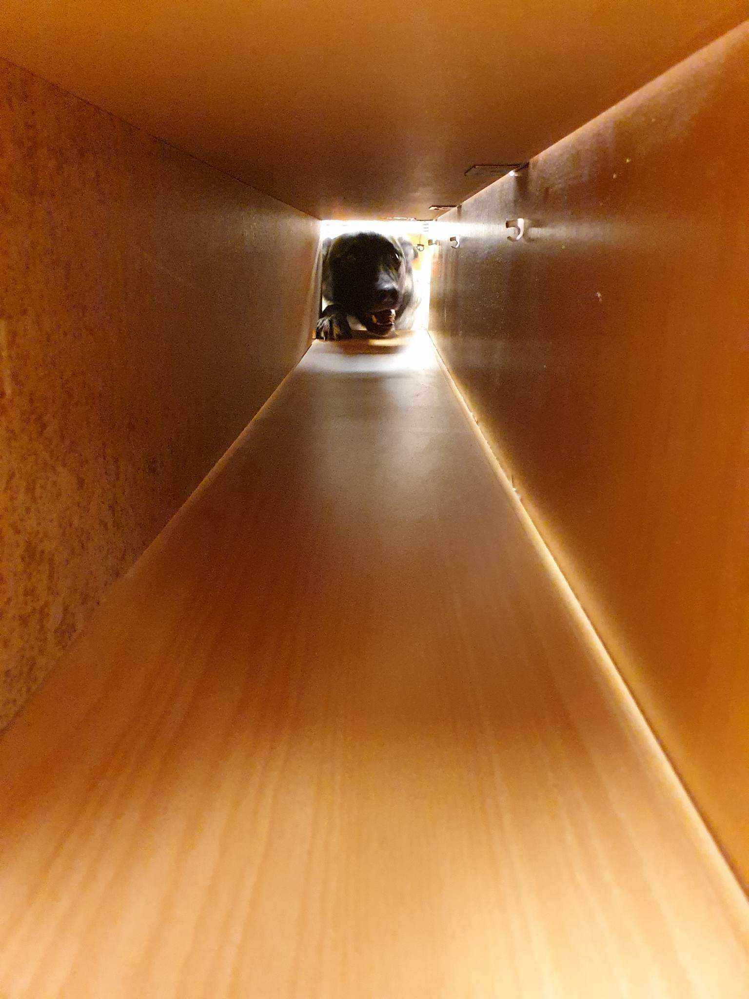 nedansijans brukshundsklubb