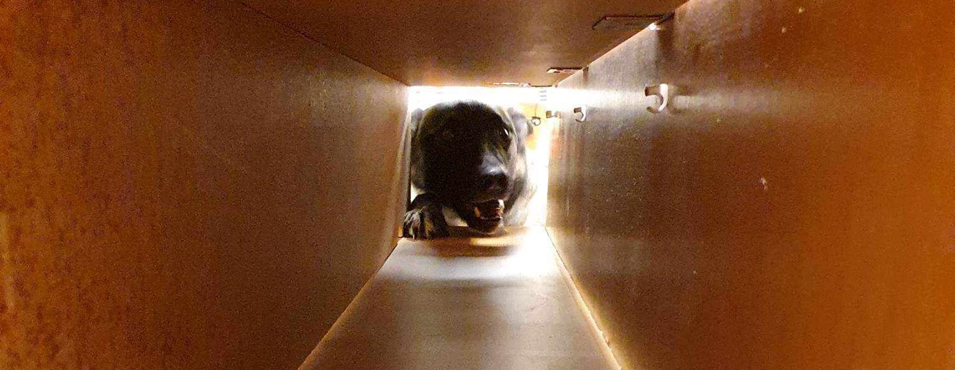 nedansijans brukshundsklubb