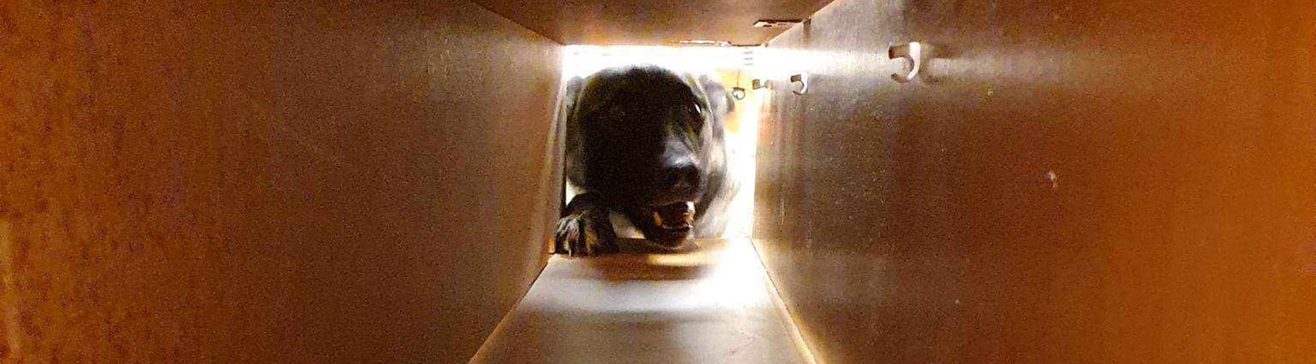 nedansijans brukshundsklubb