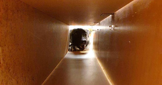 nedansijans brukshundsklubb