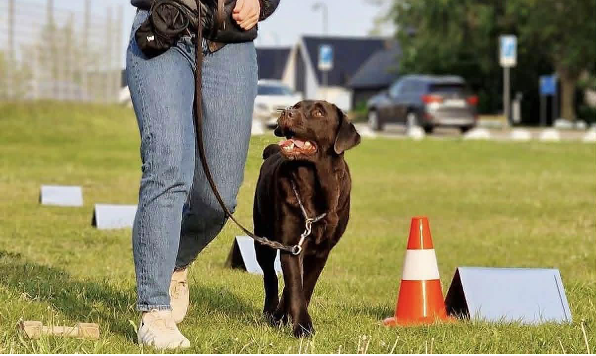 Brun labrador fint går mellan sin matte och en orange kon på rallylydnadsbana.