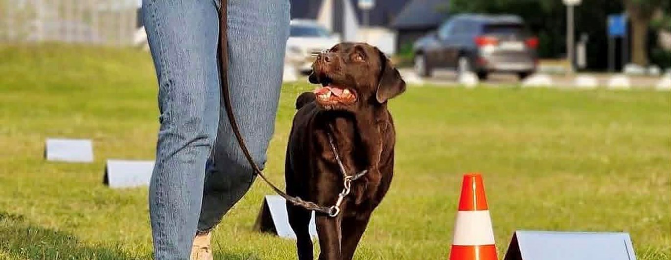 Brun labrador fint går mellan sin matte och en orange kon på rallylydnadsbana.