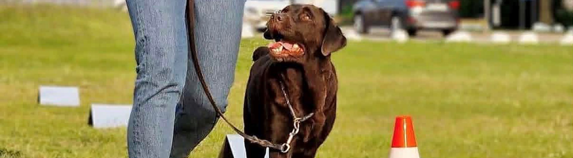 Brun labrador fint går mellan sin matte och en orange kon på rallylydnadsbana.