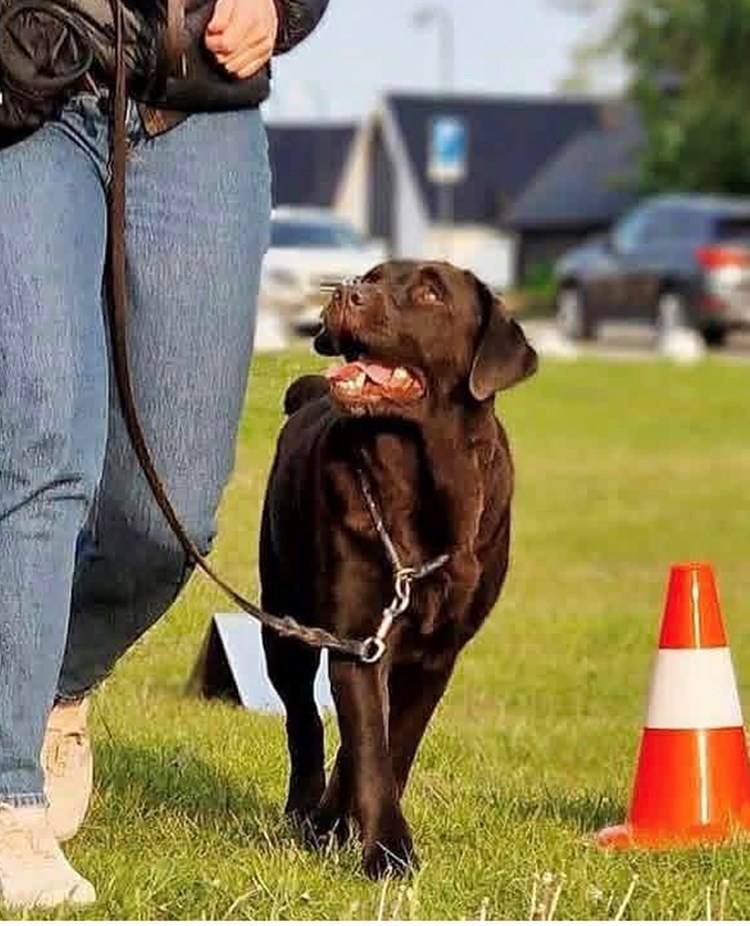 Brun labrador fint går mellan sin matte och en orange kon på rallylydnadsbana.
