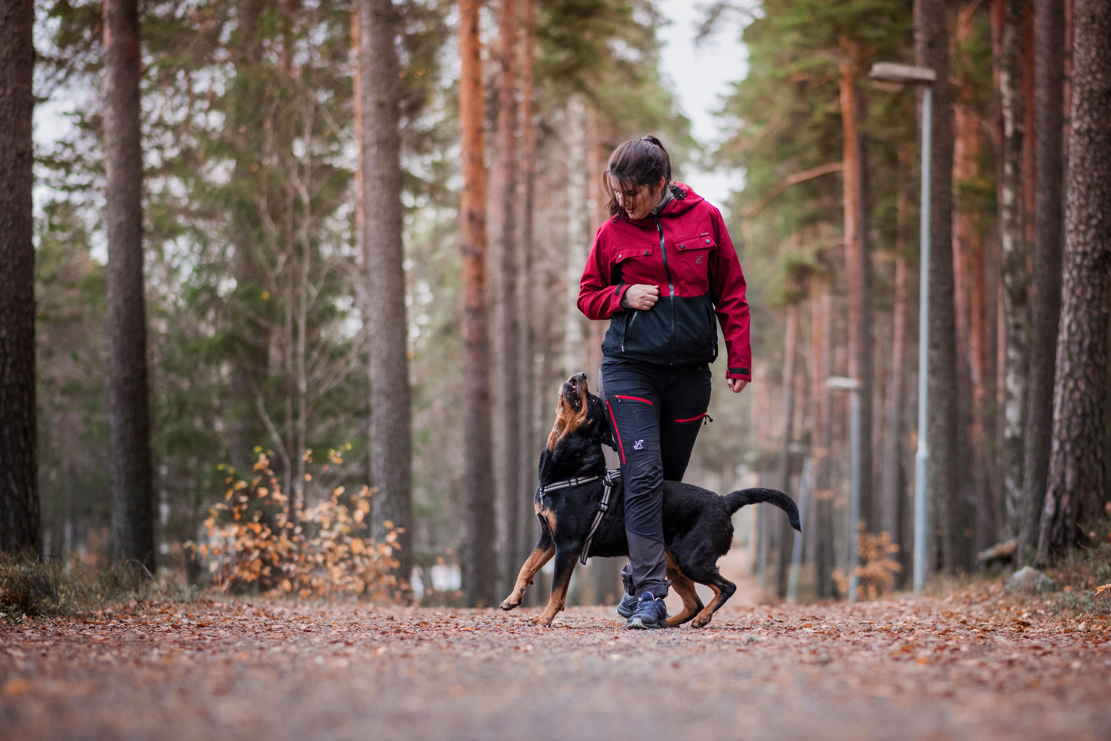 Kvinna och hund gör tricks i skogen