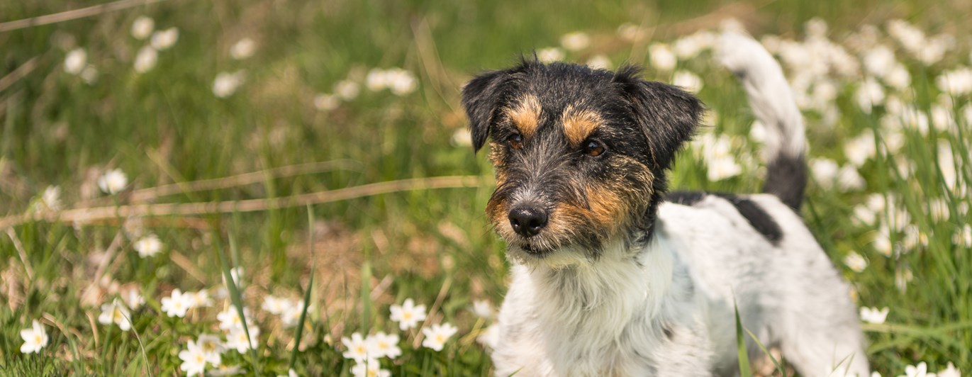 Jack russell terrier bland vitsippor