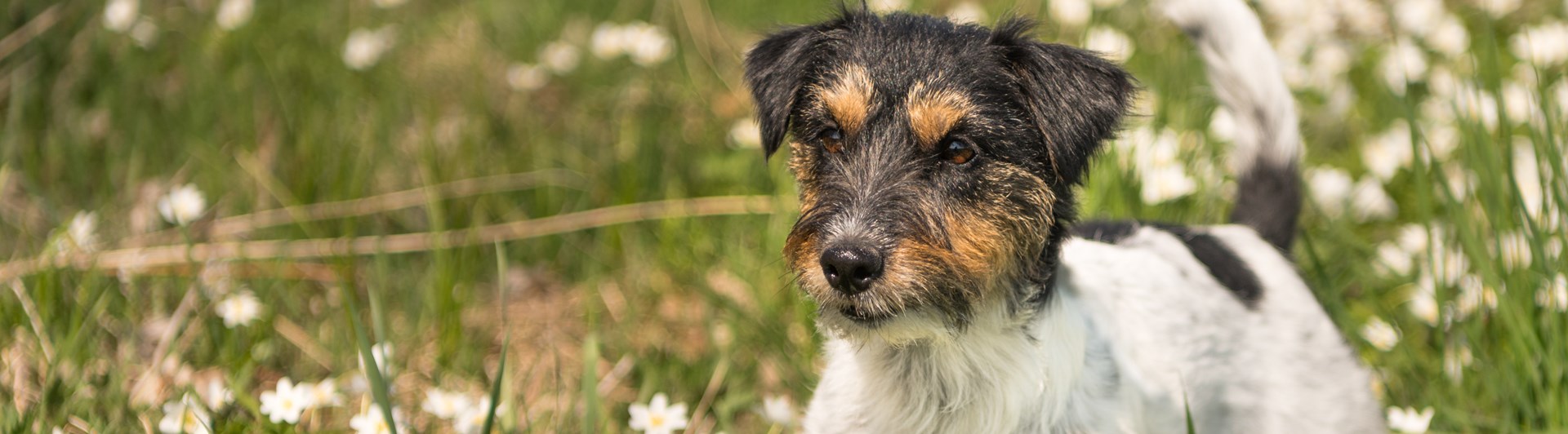 Jack russell terrier bland vitsippor