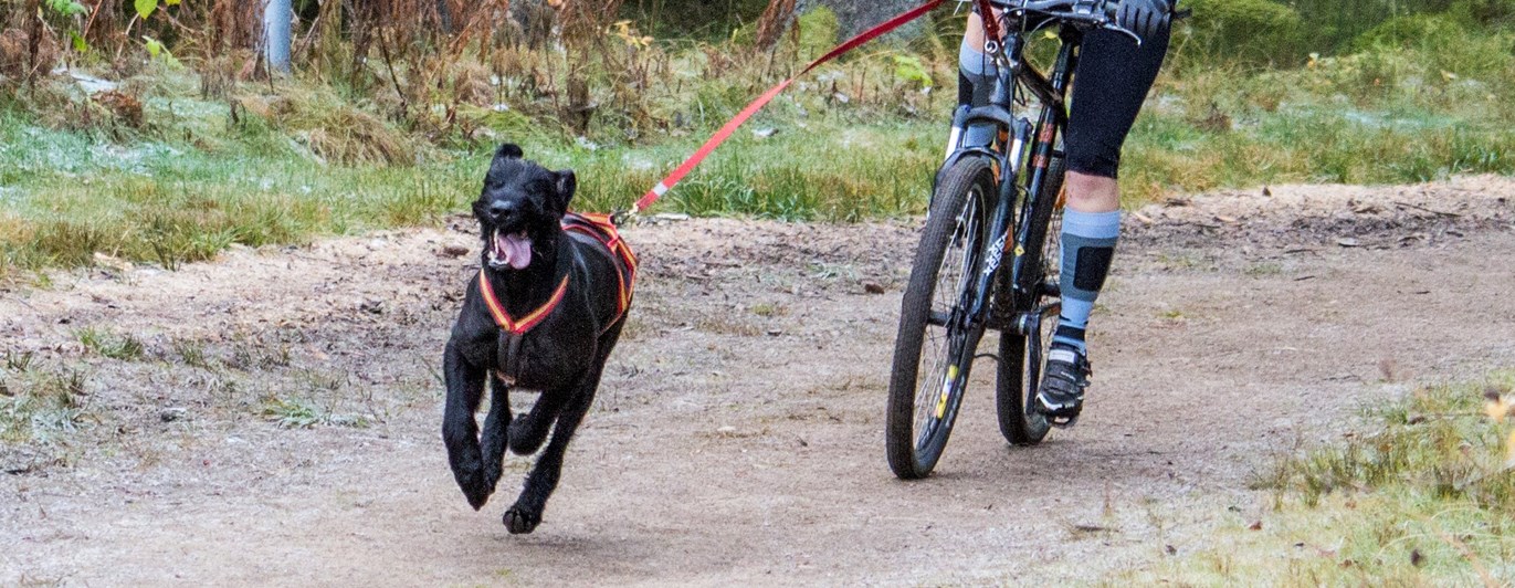 Barmarksdrag med cykel