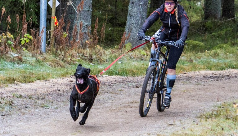 Barmarksdrag med cykel
