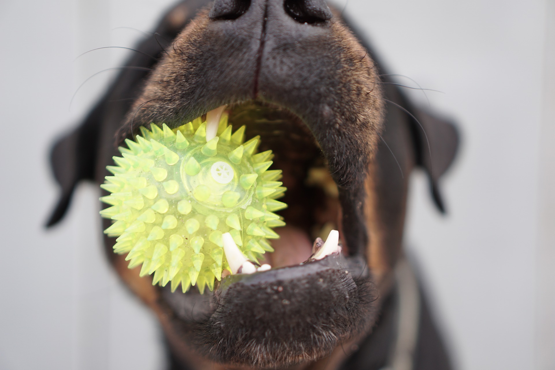 Närbild på en rottweiler med en boll i munnen.