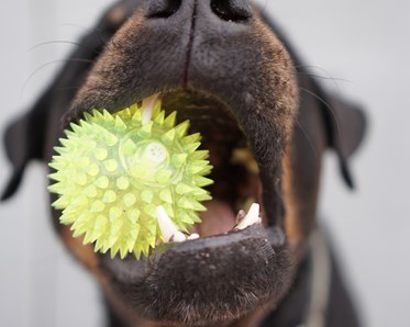 Närbild på en rottweiler med en boll i munnen.