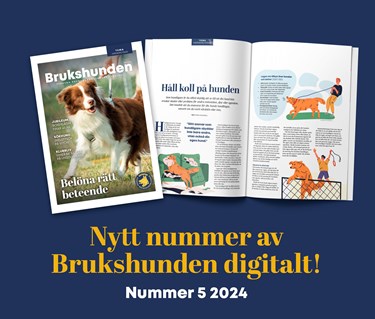 Bild på ett uppslag ur tidningen Brukshunden nummer 5, 2024.