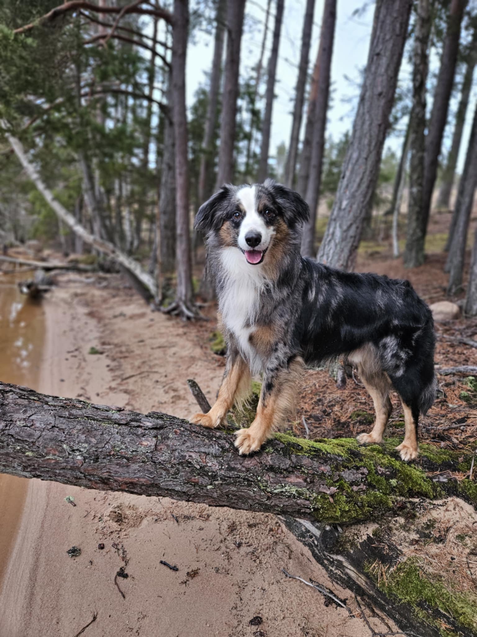 Huns balanserar på ett träd