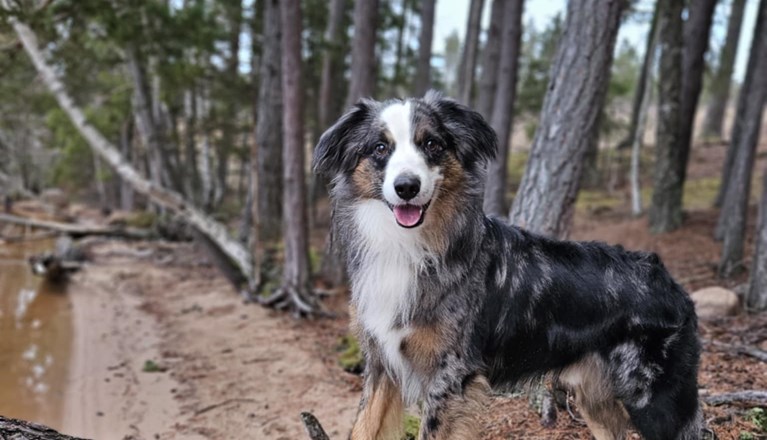 Huns balanserar på ett träd