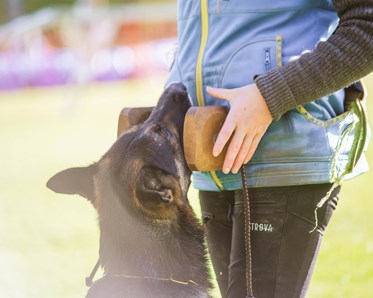 Hund med apportbock i munnen