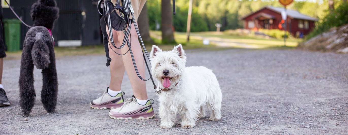 West highland white terrier står vid sin människas sida