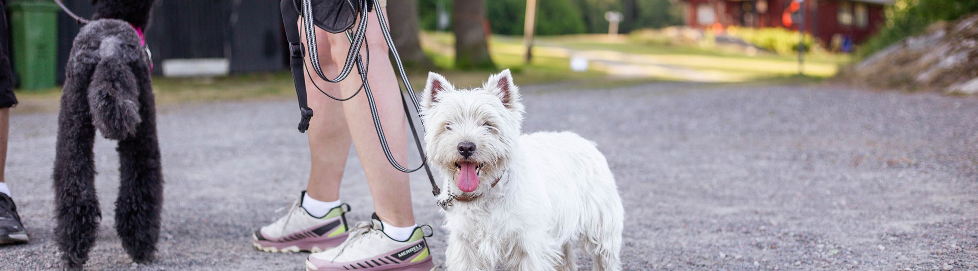West highland white terrier står vid sin människas sida