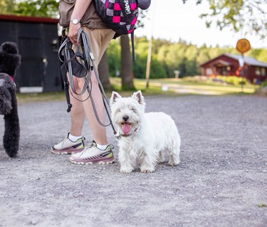 West highland white terrier står vid sin människas sida