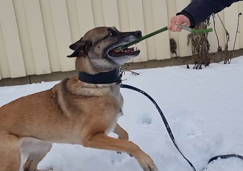 malenois med kampleksak