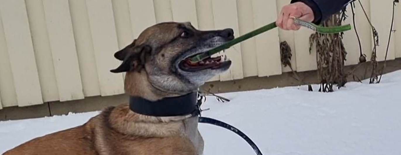 malenois med kampleksak