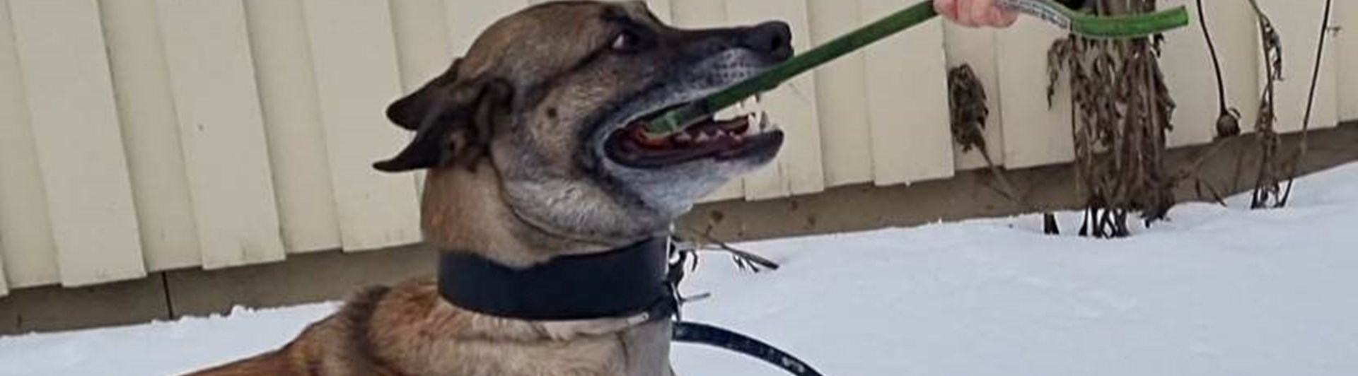 malenois med kampleksak