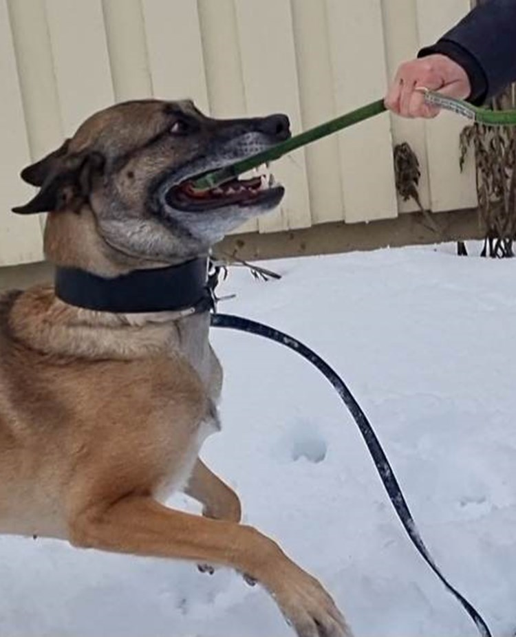 malenois med kampleksak