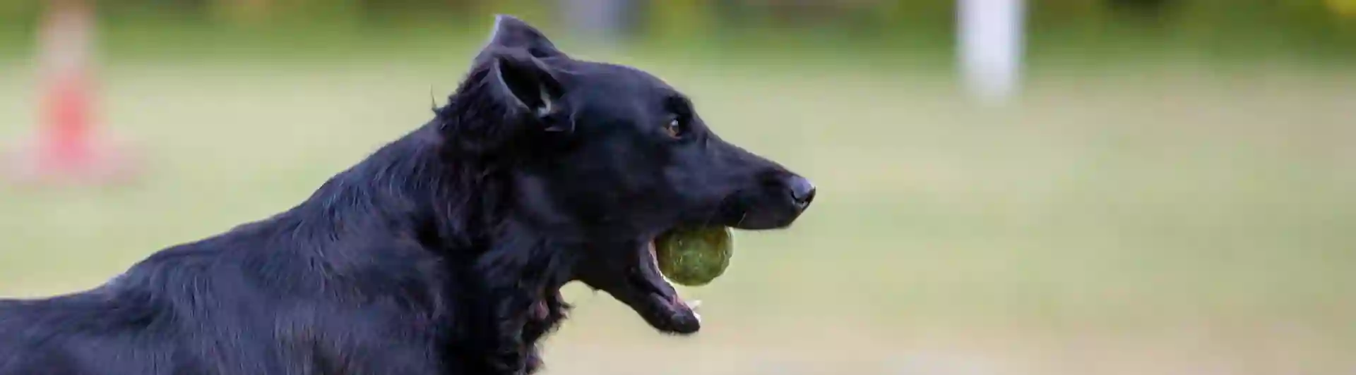Hund springer med boll i munnen