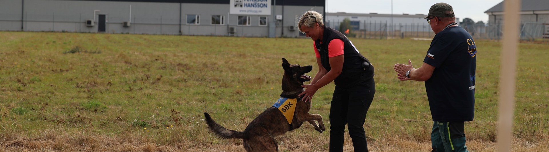 En tävlande tillsammans med sin hund vid uppletandet på SM i bruks 2025
