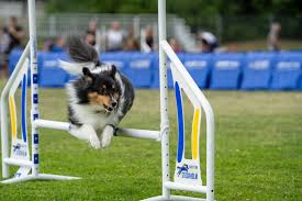 Hund över hopphinder