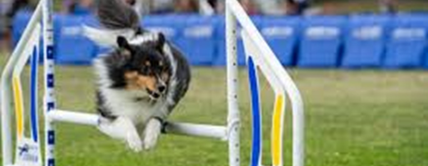 Hund över hopphinder