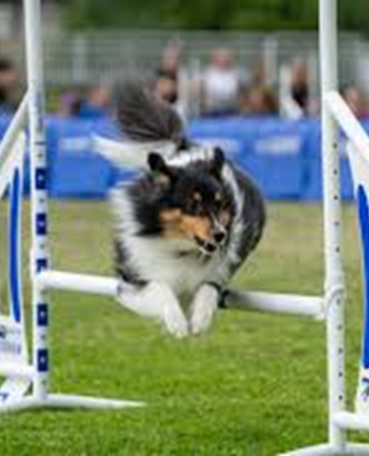 Hund över hopphinder
