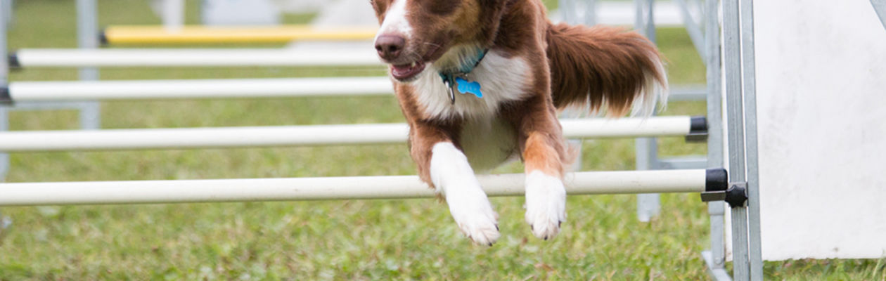 Röd-vit bordercollie hoppar över hinder