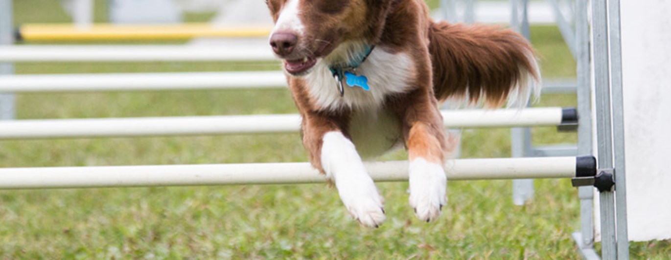 Röd-vit bordercollie hoppar över hinder