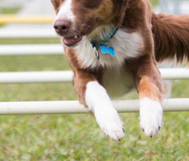 Röd-vit bordercollie hoppar över hinder