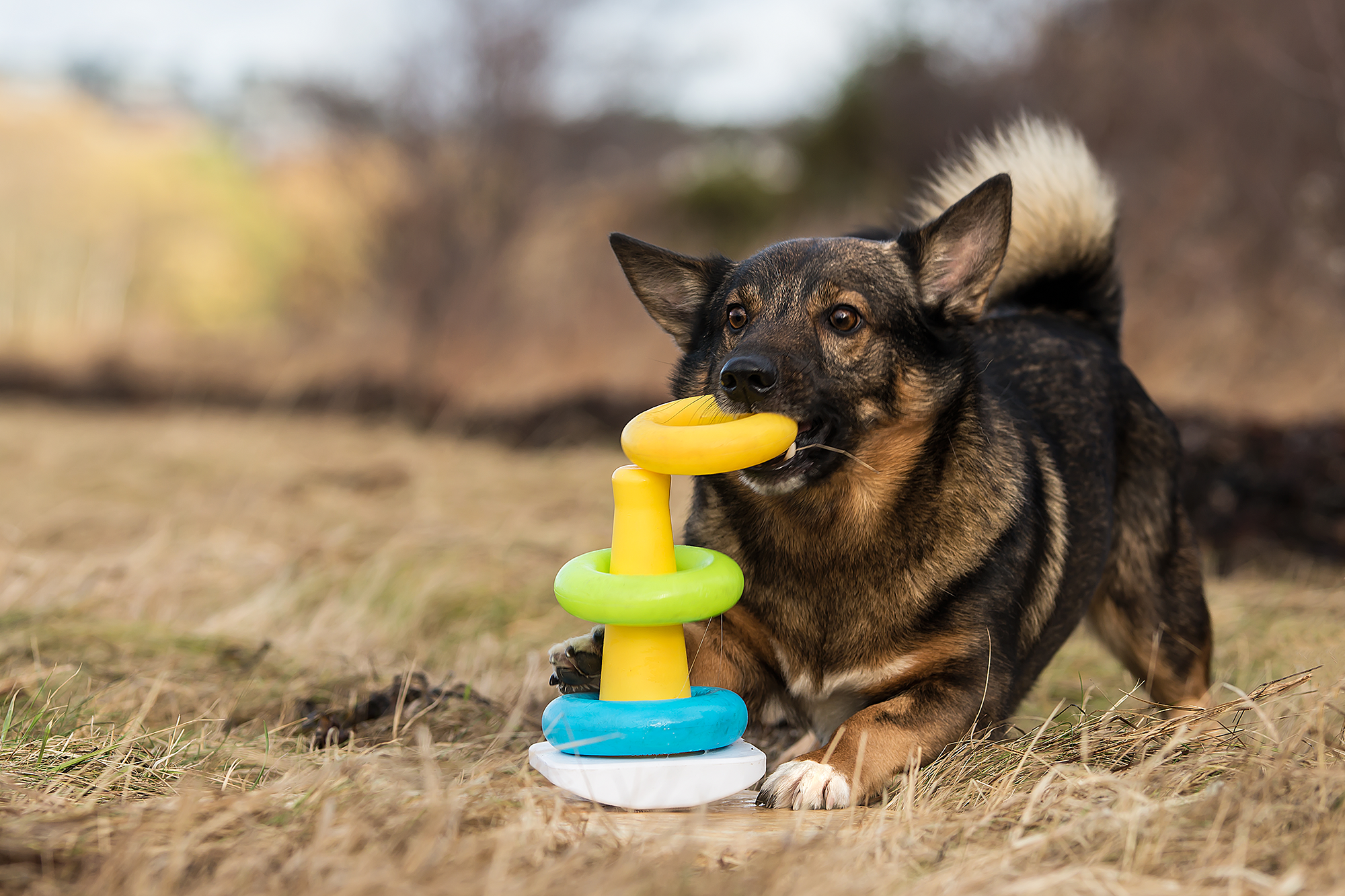 Västgötaspetsen Atos sätter ringar på en kon i rätt ordning.