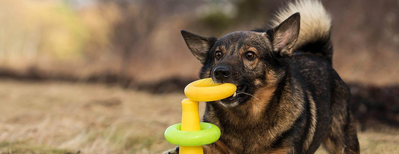 Västgötaspetsen Atos sätter ringar på en kon i rätt ordning.