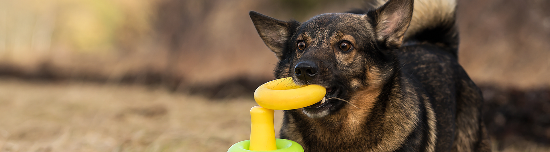 Västgötaspetsen Atos sätter ringar på en kon i rätt ordning.