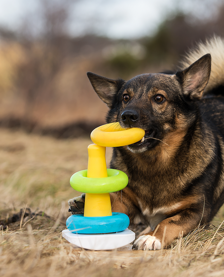 Västgötaspetsen Atos sätter ringar på en kon i rätt ordning.