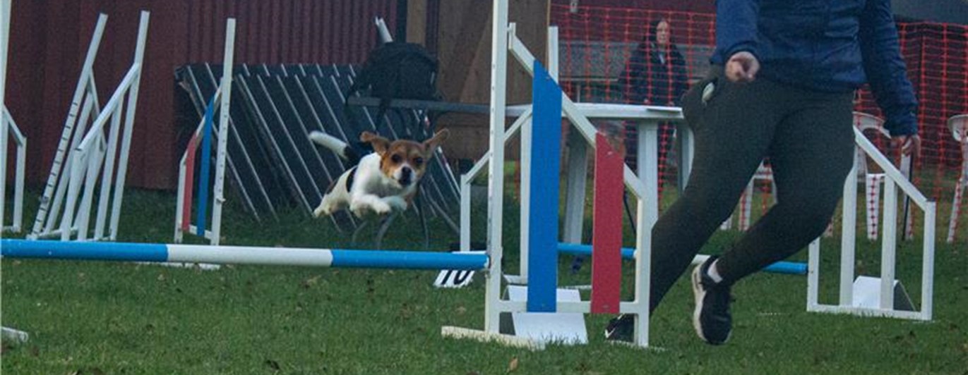 Dansk-Svensk Gårdshund som hoppar över Agility hinder